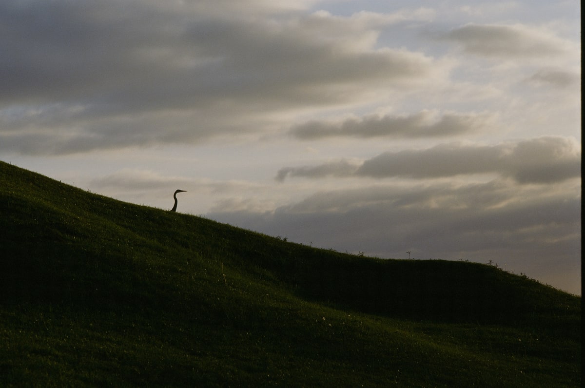 A long-necked bird rises above a grassy ridge against a cloudy sky.