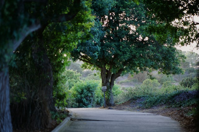 A cracked cart path passes beneath mature trees in the shade.