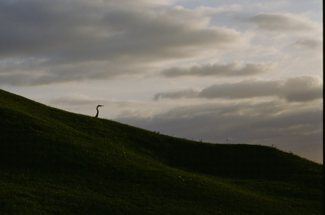 A long-necked bird rises above a grassy ridge against a cloudy sky.