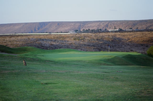 A catlike animal sits in the grass beside a green, with dry inland hills beyond.
