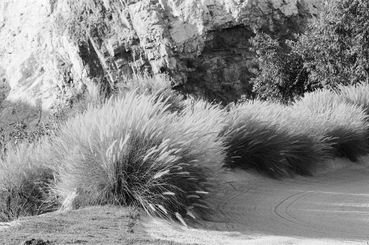 Black-and-white photograph of tall grasses beside a curving cart path and a textured rock face
