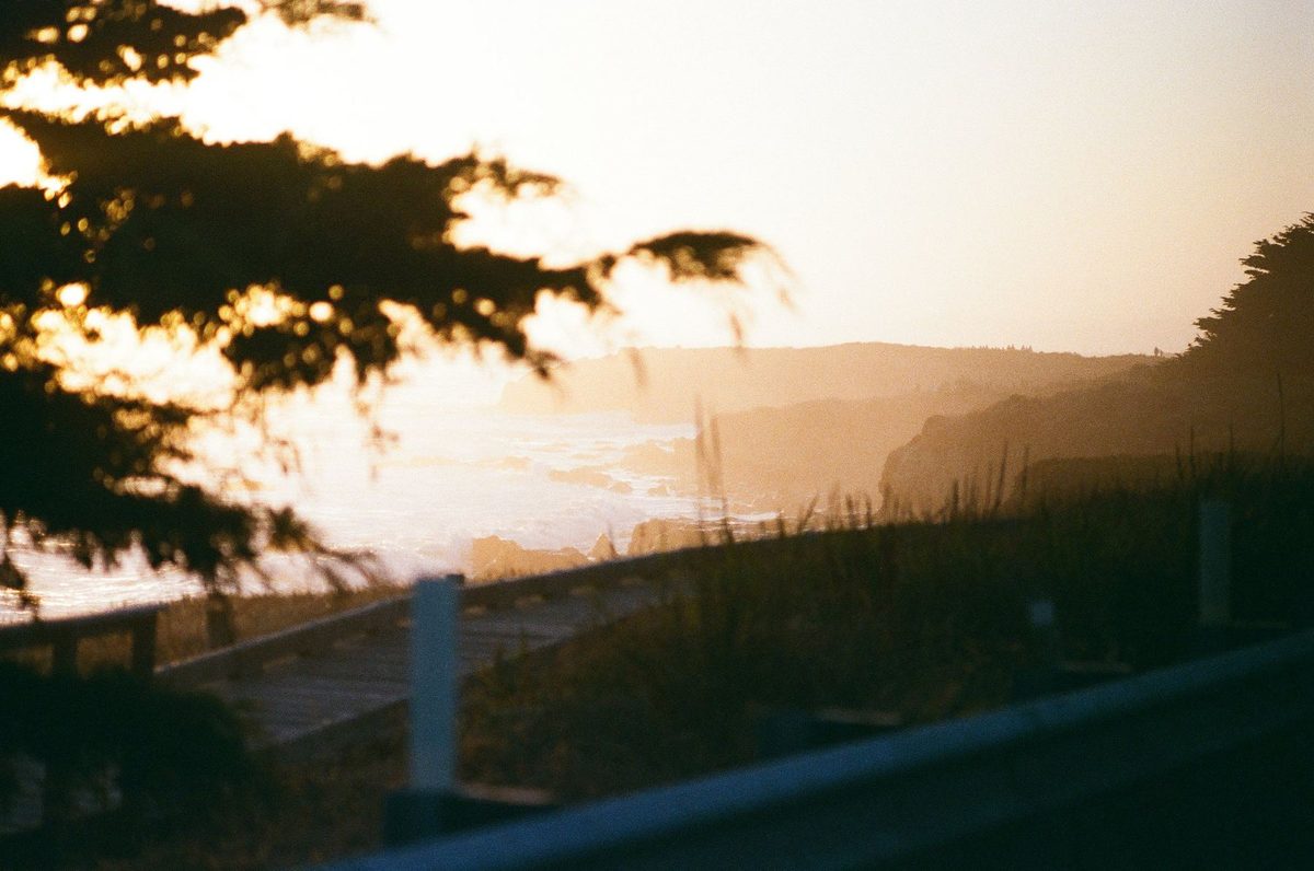 Through the cypress