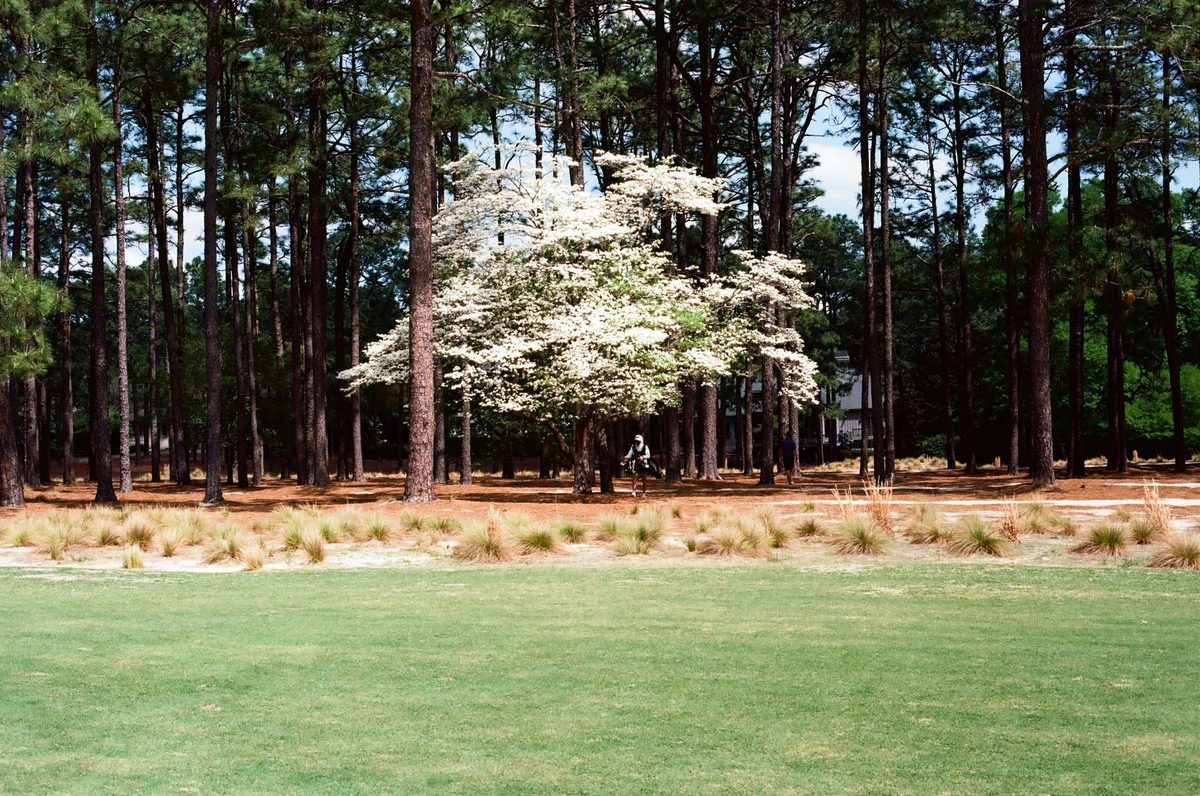 Dogwood in the pines